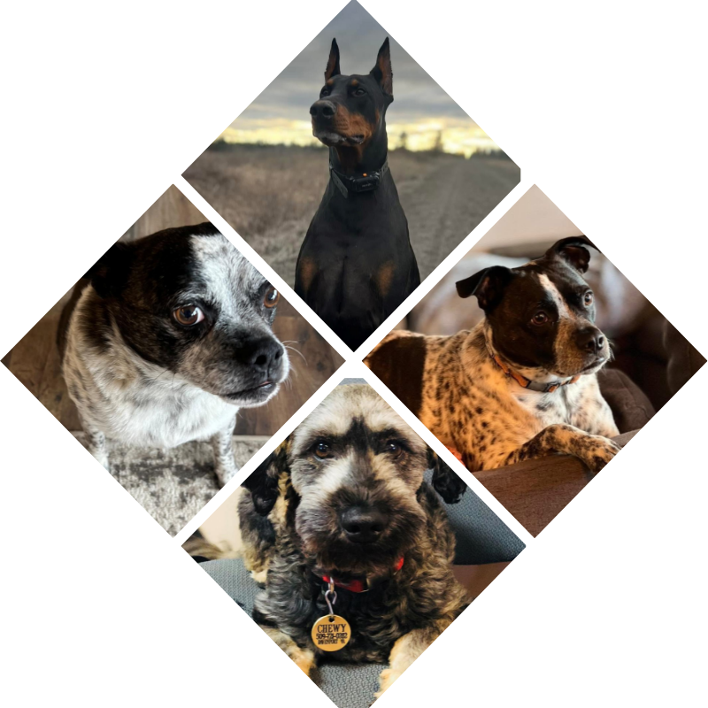 Dog Grid Dog Grid